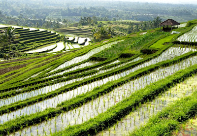 south-east asia, terrace rice farm, laos, mountans, rice farm, рисовые поля, природа лаоса, горы лаоса, террасовые поля, 