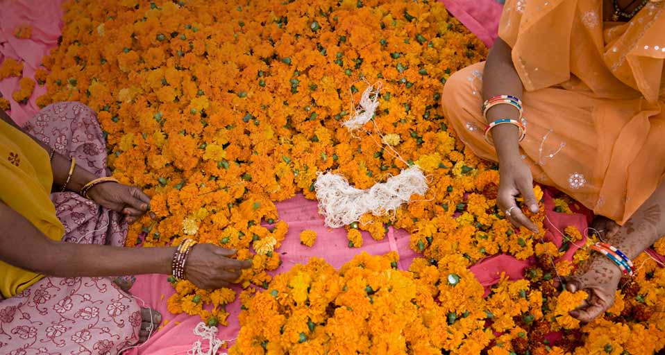 Women use yellow marigolds to