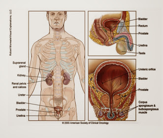 prostate gland