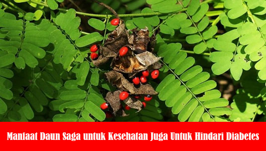 Manfaat Daun Saga untuk Kesehatan Juga Untuk Hindari Diabetes