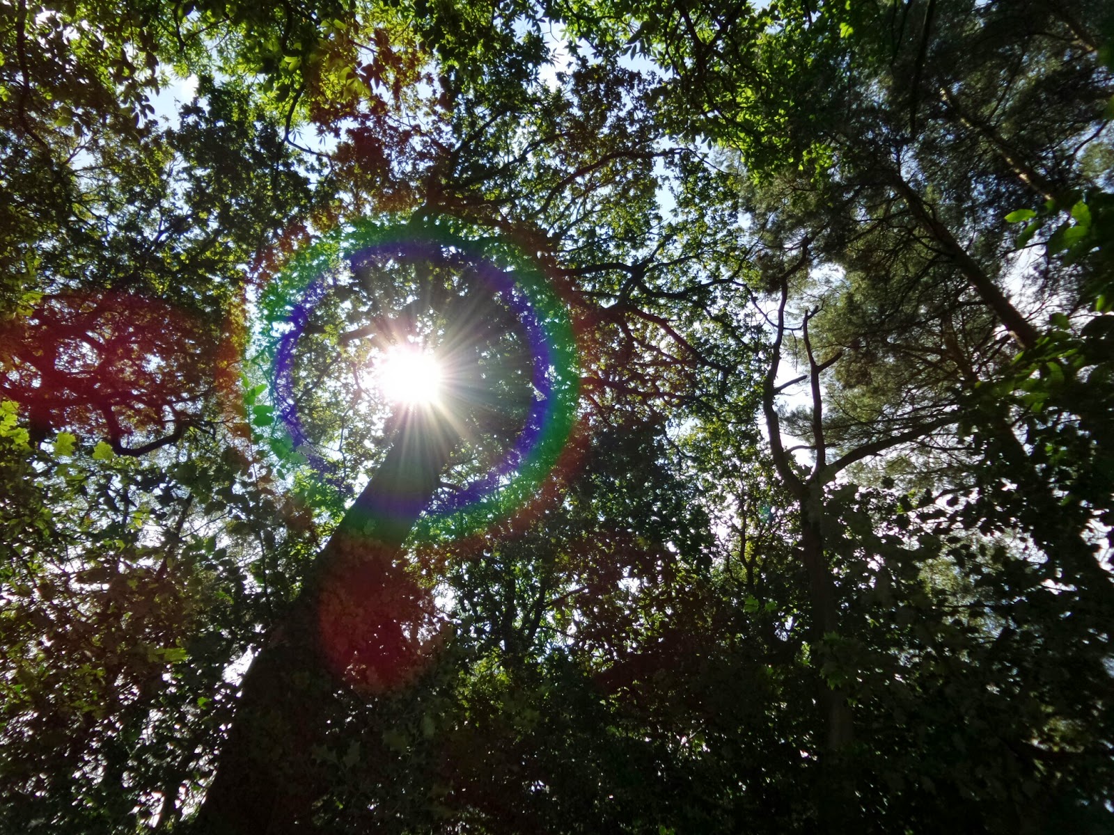 Picture of trees with Circular Rainbow Lens Flare