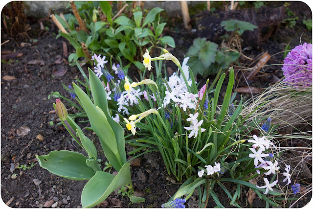 Muscaris, chionodoxa, narcisses