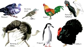 Pengertian Ciri Ciri Klasifikasi dan Peranan Aves  
