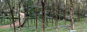 rubber plantations in Kerala