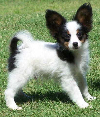 papillon chihuahua mix. Papillon Dog The Speed Running