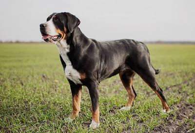 Boyero Suizo, Perros Grandes, Perros Negros