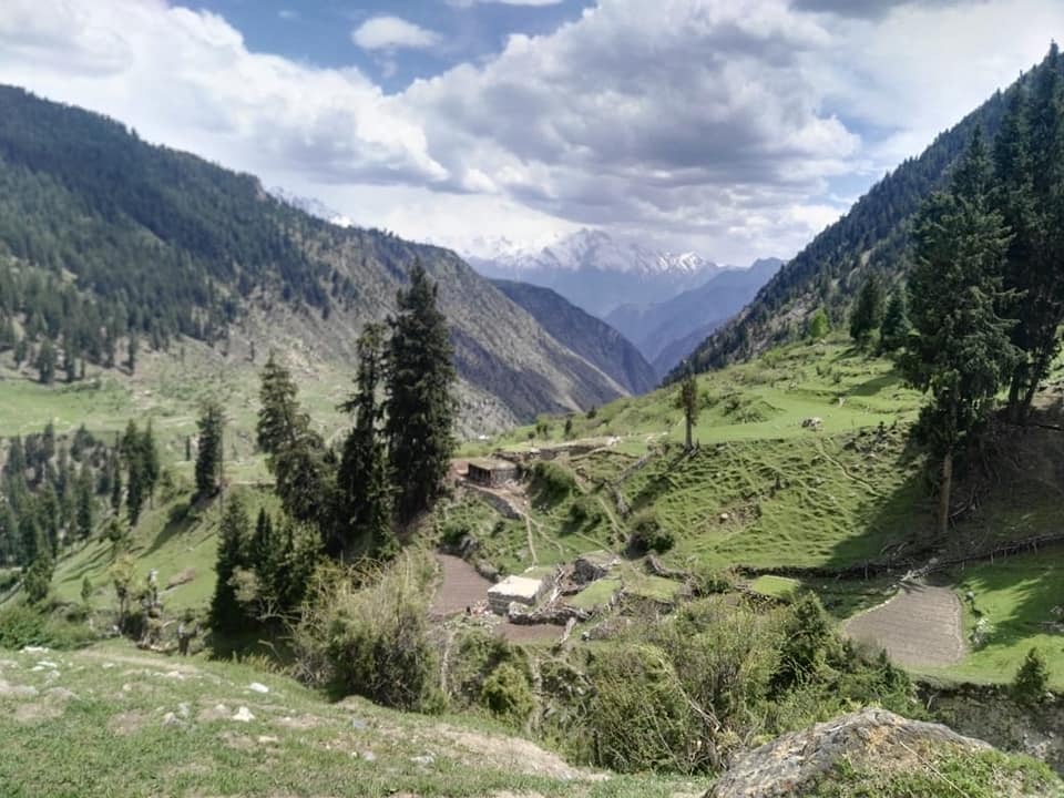 pine forest Khaltaro valley Haramosh valley. tourist Khaltaro valley. meadows in Haramosh valley. high mountain valley in Gilgit baltistan