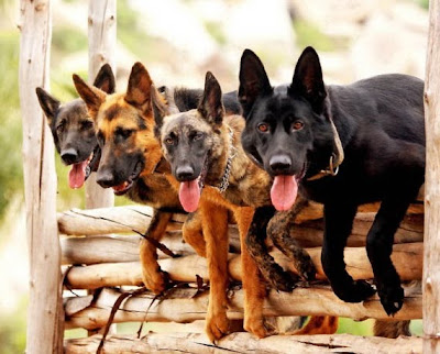 Canine Commandos Being Trained Seen On www.coolpicturegallery.us