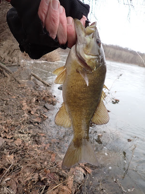 Potomac River smallmouth bass