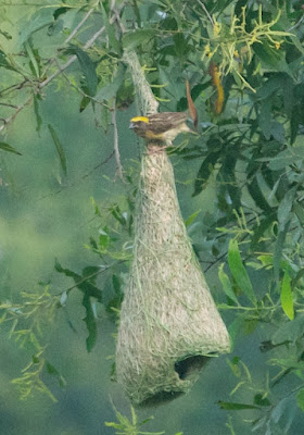 Baya Weaver (Ploceus philippinus)