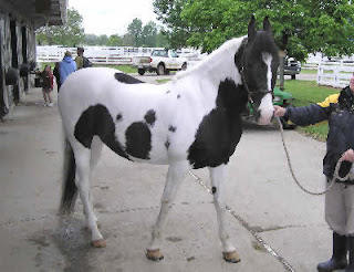 marwari horse