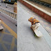 This Small Dog Could Potentially Be The Best Skater in The World!