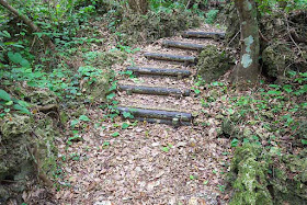 logs, steps, trail, forest, Okinawa
