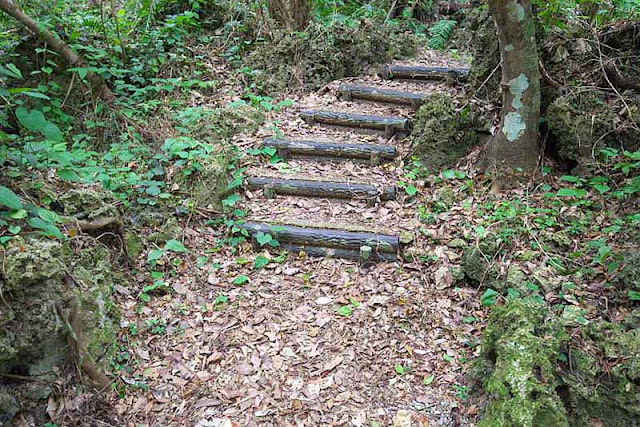 logs, steps, trail, forest, Okinawa