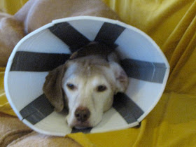 dog wearing cone of shame