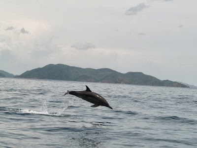 imagen delfin tour a las isla de Mochima 