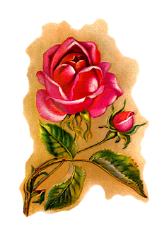 flower rose illustration vintage art