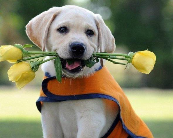pet, puppy, funny, photo, picture, humor, cute, dog, flowers, costume,