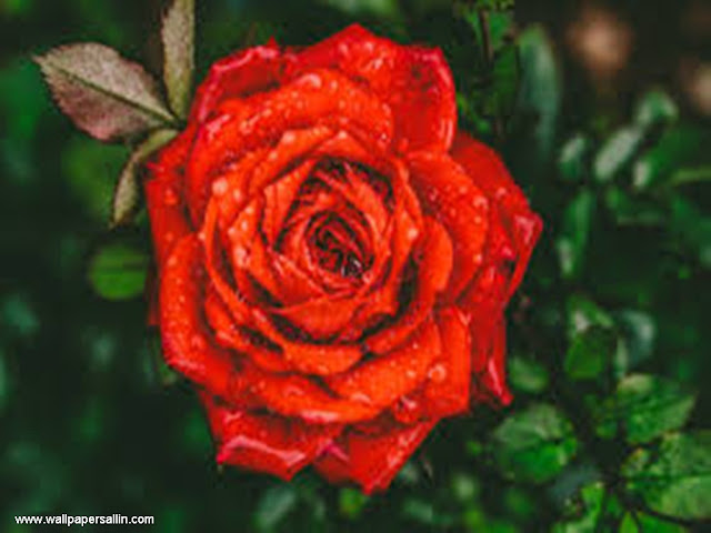 Rose Flower Wallpaper -5