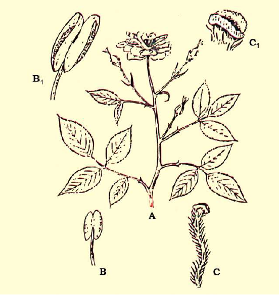 FSc Biology Part 1 XI 11th Chapter 9 Kingdom Plantae Notes Long Questions fscnotes0