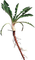 dandelion-main_Full