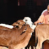 चुनावी व्यस्तता के बीच CM योगी ने किया गोसेवा...झलका बाल प्रेम