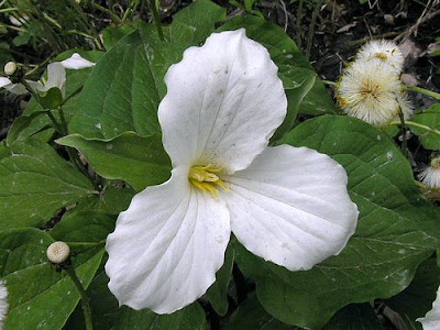 White Flowering Dogwood