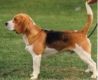 beagle dog hound canine pooch canis bow-wow despicable fellow qen txakurra gos pas hond koer aso koira kutya hundur madra pets huisdieren animaux de compagnie Haustiere de companie husdjur Evcil Hayvan anifeiliaid anwes domace zvali augintiniai alagang hayop domaci zvirata kucni ljubimci animals domestics maskotak