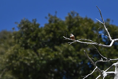 emberiza-caesia