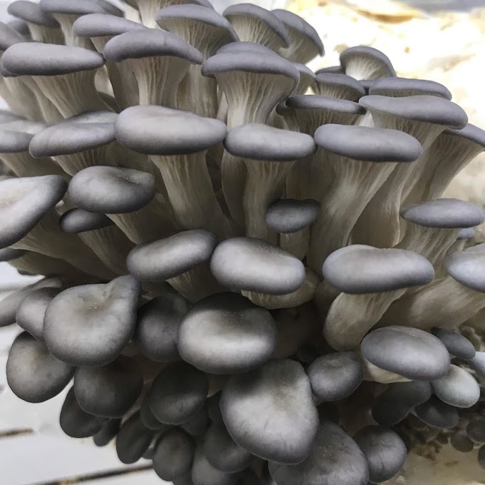 Blue Oyster mushrooms | Oyster mushroom supplier | Biobritte mushrooms