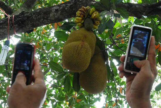 NANGKA BERBUAH PISANG