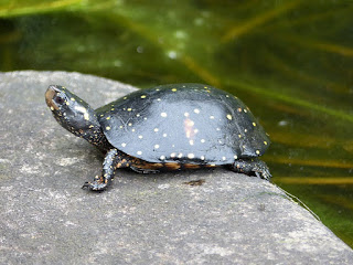 Tortue ponctuée - Clemmyde à gouttelettes - Clemmys guttata