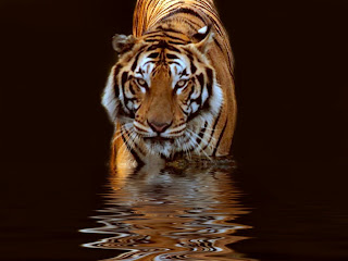 Tiger Pictures