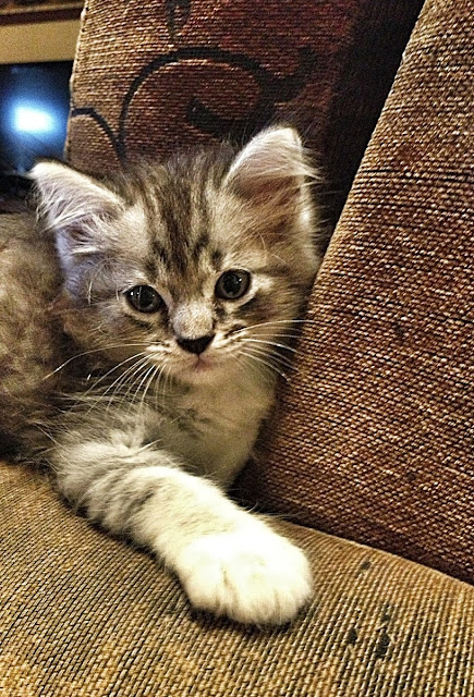 Ku Penglipur Lara Yang Terbaik Untuk Si Comel Berbulu