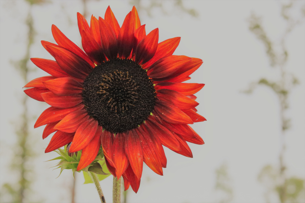 gardening-garden-mississippi-garden-flower-farmer-athomewithjemma