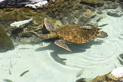 Kahala Sea Turtles