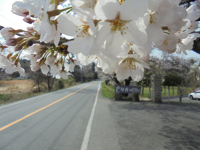 ホテル旬香大山リゾートのソメイヨシノ桜が満開