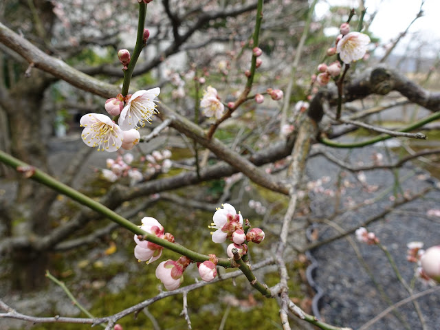 とっとり花回廊　ウメ（梅）