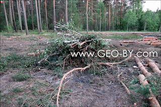 Негорельский учебно-опытный лесхоз Белорусского государственного технологического университета. Закладка нового костра