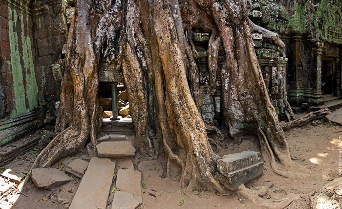 ta-prohm5 ta-prohm5