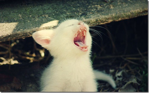 fotos de animais fofos e engraçados more freak show blog (44)