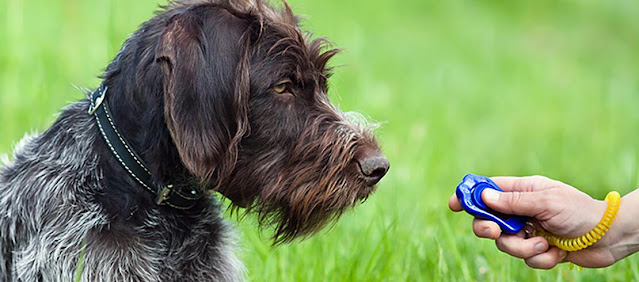 The Best Clicker Dog Training Tool