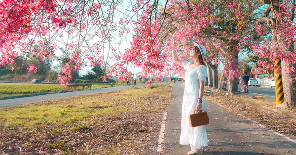 彰化二林香田國小美人樹步道盛開的美人花牆瀑布好親近好好拍