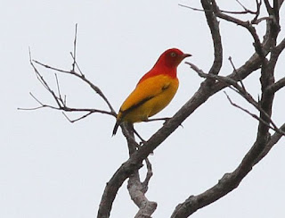 Burung Namdur atau Burung Pintar adalah jenis burung yang termasuk keluarga burung dalam Ptilonorhynchidae