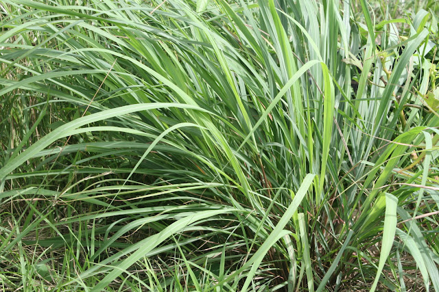 lemon grass in tropical organic garden during dry season