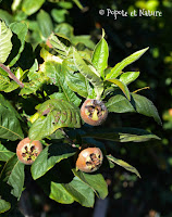 Confiture de nèfles-pommes © Popote et Nature