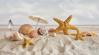 starfish photography, starfish images hd,