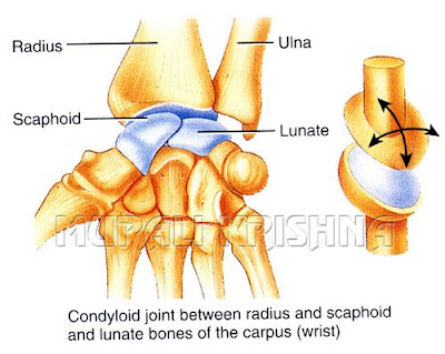 condyloid joint pose