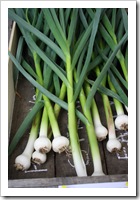green garlic mead