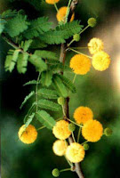 colonias,perfumes,fragancias,olor,olores,acacia,acacia farnese